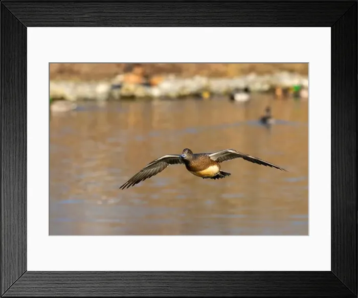 Framed Print : American wigeon (Mareca americana), George C Reifel Migratory Bird Sanctuary, British Columbia, Canada Framed Print : American wigeon (Mareca americana), George C Reifel Migratory Bird Sanctuary, British Columbia, Canada