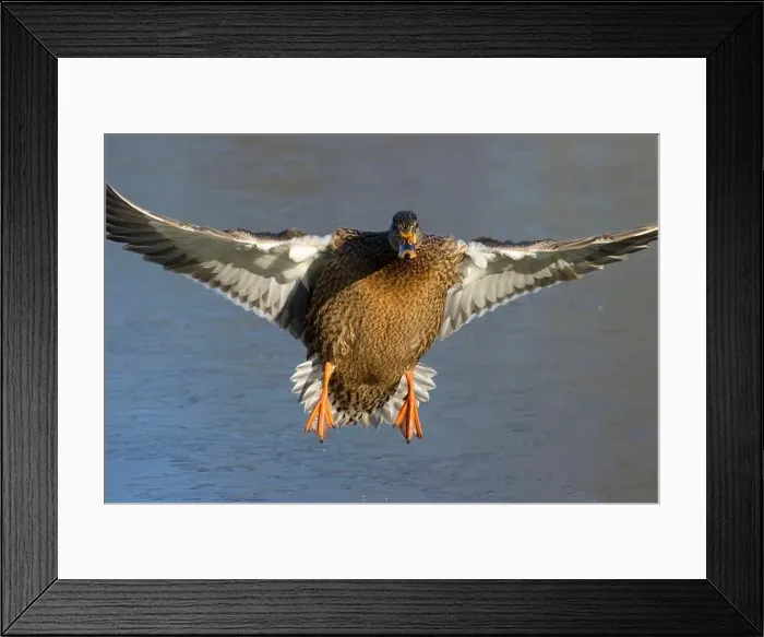 Framed Print : Mallard (Anas platyrhynchos), George C Reifel Migratory Bird Sanctuary, British Columbia, Canada Framed Print : Mallard (Anas platyrhynchos), George C Reifel Migratory Bird Sanctuary, British Columbia, Canada