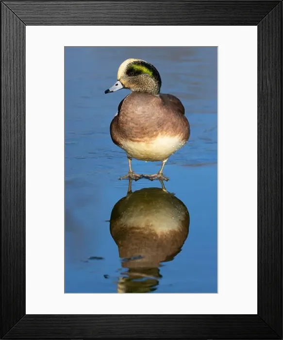 Framed Print : American wigeon (Mareca americana), George C Reifel Migratory Bird Sanctuary, British Columbia, Canada Framed Print : American wigeon (Mareca americana), George C Reifel Migratory Bird Sanctuary, British Columbia, Canada