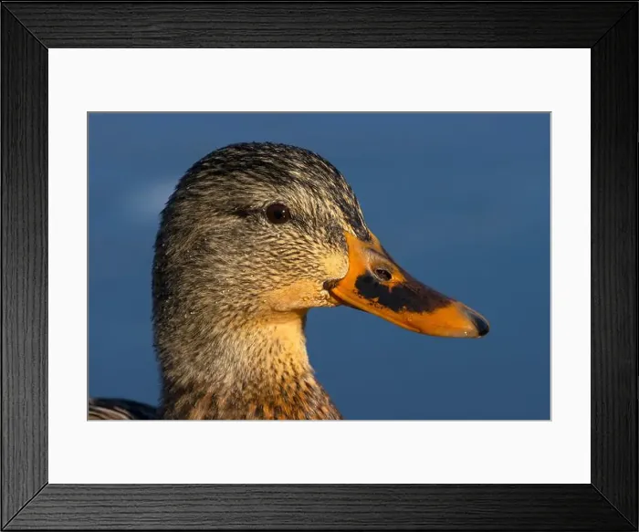 Framed Print : Mallard (Anas platyrhynchos), George C Reifel Migratory Bird Sanctuary, British Columbia, Canada