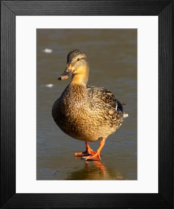 Framed Print : Mallard (Anas platyrhynchos), George C Reifel Migratory Bird Sanctuary, British Columbia, Canada Framed Print : Mallard (Anas platyrhynchos), George C Reifel Migratory Bird Sanctuary, British Columbia, Canada
