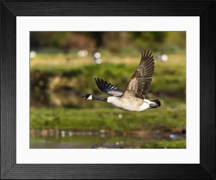 Framed Print : Canada Goose, Branta canadensis, bird in flight over winter marshes Framed Print : Canada Goose, Branta canadensis, bird in flight over winter marshes