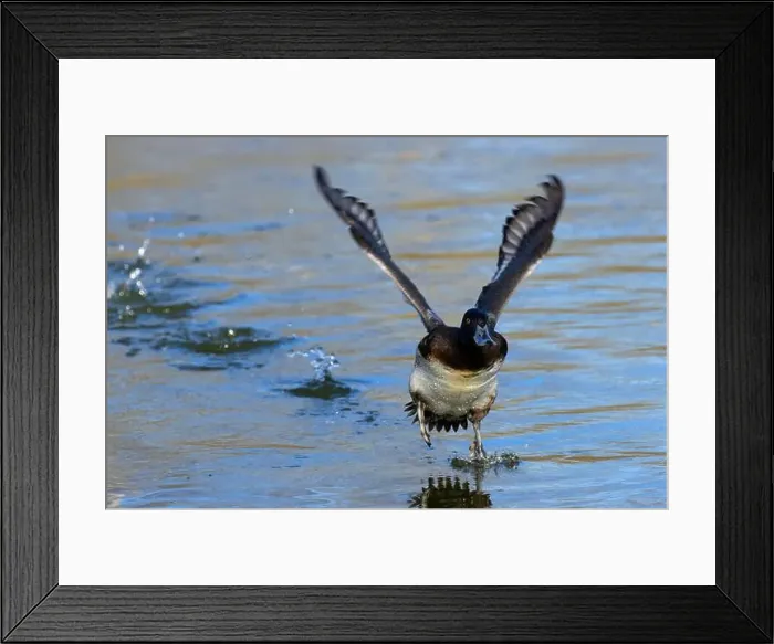 Framed Print : Lesser Scaup (Aythya affinis), George C Reifel Migratory Bird Sanctuary, British Columbia, Canada Framed Print : Lesser Scaup (Aythya affinis), George C Reifel Migratory Bird Sanctuary, British Columbia, Canada