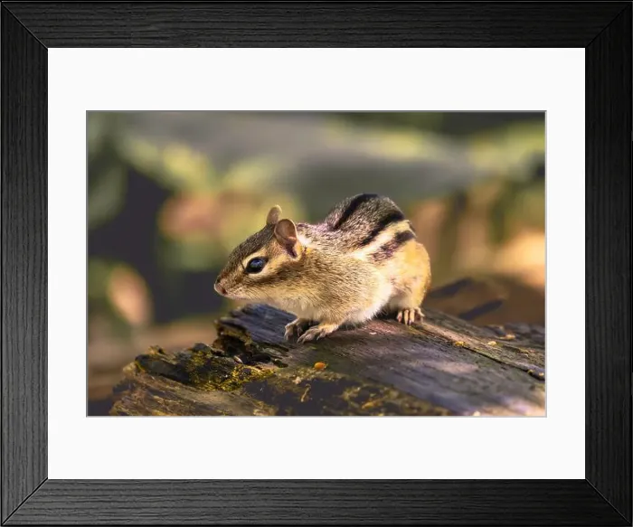 Framed Print : A closeup of a chipmunk perched on a tree trunk in the forest