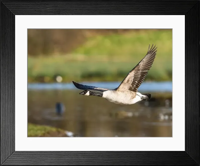 Framed Print : Canada Goose, Branta canadensis, bird in flight over winter marshes