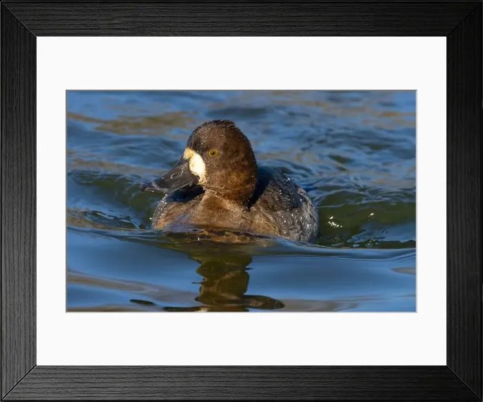 Framed Print : Lesser Scaup (Aythya affinis), George C Reifel Migratory Bird Sanctuary, British Columbia, Canada Framed Print : Lesser Scaup (Aythya affinis), George C Reifel Migratory Bird Sanctuary, British Columbia, Canada