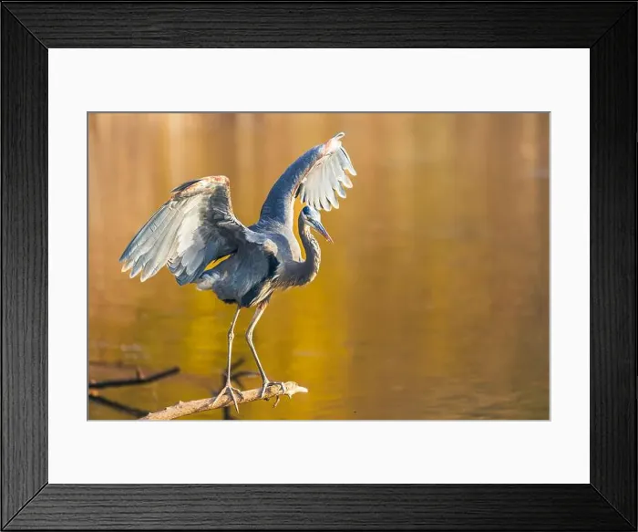 Framed Print : grey heron perching on a wing over the lake water and stretching his wings over a natural blurred background Framed Print : grey heron perching on a wing over the lake water and stretching his wings over a natural blurred background
