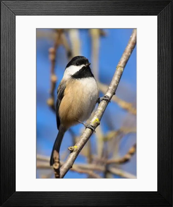 Framed Print : Black-capped chickadee (Poecile atricapillus), George C Reifel Migratory Bird Sanctuary, British Columbia, Canada Framed Print : Black-capped chickadee (Poecile atricapillus), George C Reifel Migratory Bird Sanctuary, British Columbia, Canada