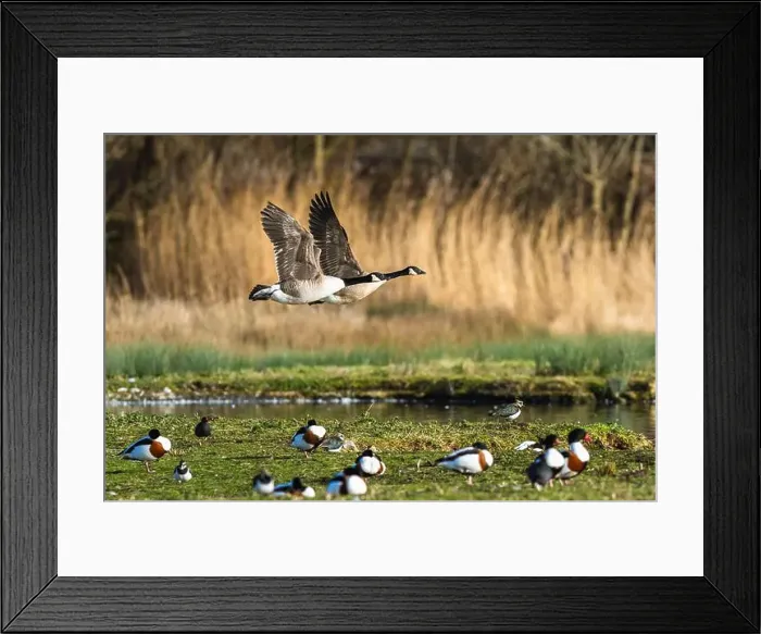 Framed Print : Canada Goose, Branta canadensis, birds in flight over winter marshes