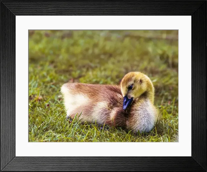 Framed Print : Canada Goose gosling - branta canadensis - resting on grass with its legs tucked under its body Framed Print : Canada Goose gosling - branta canadensis - resting on grass with its legs tucked under its body