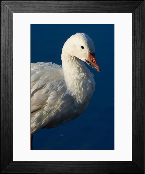 Framed Print : Snow goose (Anser caerulescens), George C Reifel Migratory Bird Sanctuary, British Columbia, Canada Framed Print : Snow goose (Anser caerulescens), George C Reifel Migratory Bird Sanctuary, British Columbia, Canada