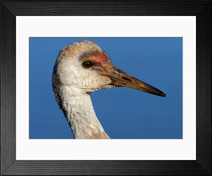 Framed Print : Sandhill crane (Grus canadensis), George C Reifel Migratory Bird Sanctuary, British Columbia, Canada Framed Print : Sandhill crane (Grus canadensis), George C Reifel Migratory Bird Sanctuary, British Columbia, Canada