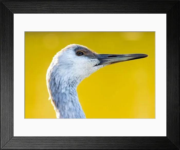 Framed Print : Sandhill crane (Grus canadensis), George C Reifel Migratory Bird Sanctuary, British Columbia, Canada Framed Print : Sandhill crane (Grus canadensis), George C Reifel Migratory Bird Sanctuary, British Columbia, Canada