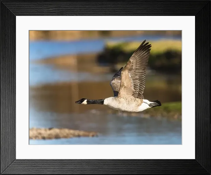 Framed Print : Canada Goose, Branta canadensis, bird in flight over winter marshes Framed Print : Canada Goose, Branta canadensis, bird in flight over winter marshes