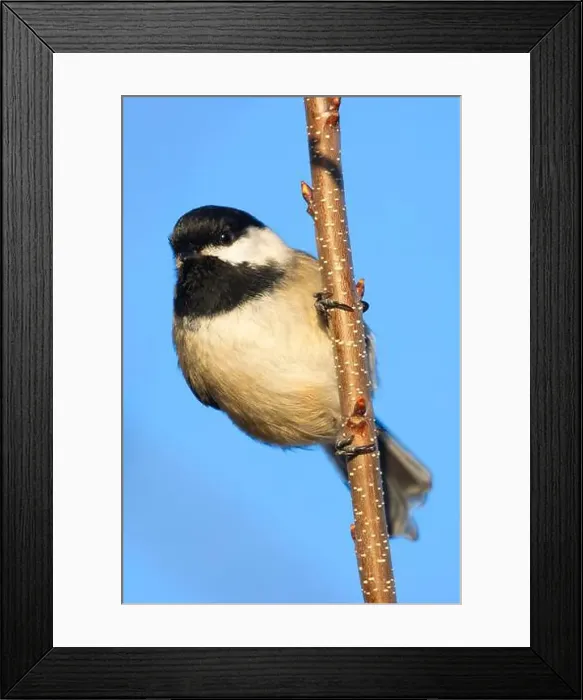 Framed Print : Black-capped chickadee (Poecile atricapillus), George C Reifel Migratory Bird Sanctuary, British Columbia, Canada Framed Print : Black-capped chickadee (Poecile atricapillus), George C Reifel Migratory Bird Sanctuary, British Columbia, Canada