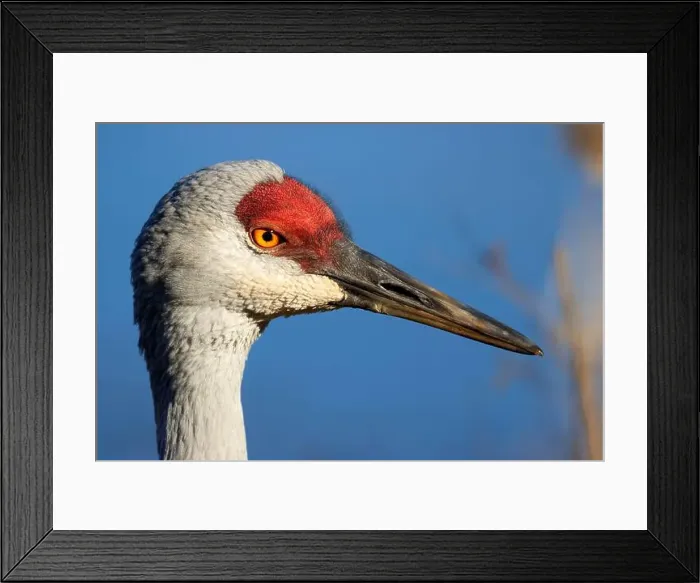 Framed Print : Sandhill crane (Grus canadensis), George C Reifel Migratory Bird Sanctuary, British Columbia, Canada Framed Print : Sandhill crane (Grus canadensis), George C Reifel Migratory Bird Sanctuary, British Columbia, Canada