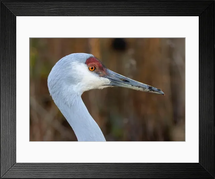 Framed Print : Sandhill crane (Grus canadensis), George C Reifel Migratory Bird Sanctuary, British Columbia, Canada Framed Print : Sandhill crane (Grus canadensis), George C Reifel Migratory Bird Sanctuary, British Columbia, Canada