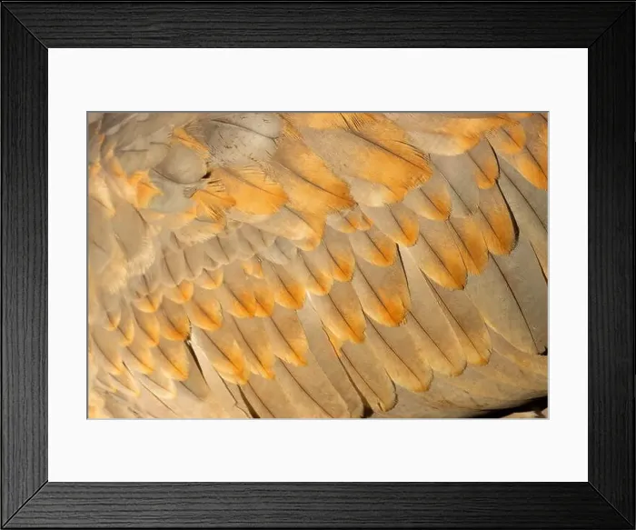 Framed Print : Sandhill crane (Grus canadensis) feathers, George C Reifel Migratory Bird Sanctuary, British Columbia, Canada Framed Print : Sandhill crane (Grus canadensis) feathers, George C Reifel Migratory Bird Sanctuary, British Columbia, Canada