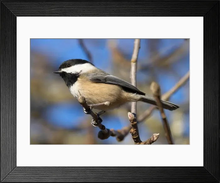 Framed Print : Black-capped chickadee (Poecile atricapillus), George C Reifel Migratory Bird Sanctuary, British Columbia, Canada Framed Print : Black-capped chickadee (Poecile atricapillus), George C Reifel Migratory Bird Sanctuary, British Columbia, Canada