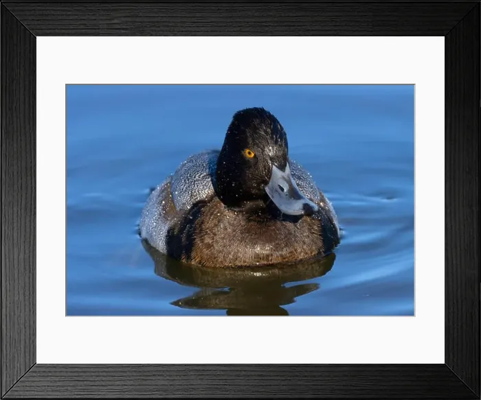Framed Print : Lesser Scaup (Aythya affinis), George C Reifel Migratory Bird Sanctuary, British Columbia, Canada Framed Print : Lesser Scaup (Aythya affinis), George C Reifel Migratory Bird Sanctuary, British Columbia, Canada