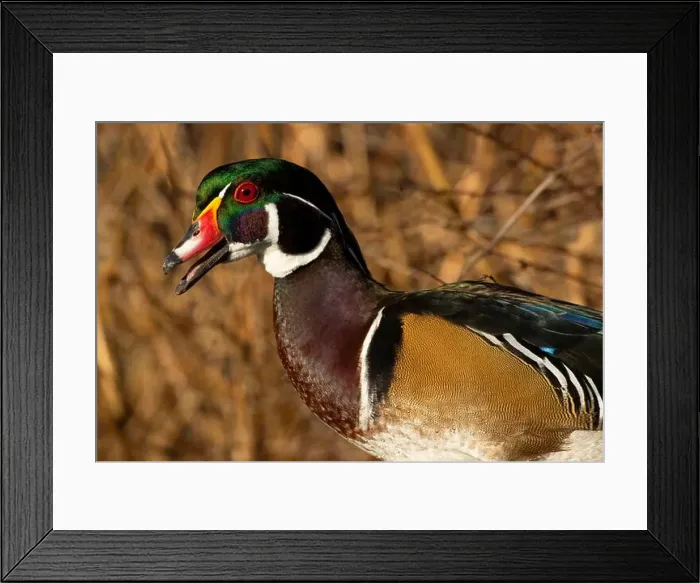Framed Print : Wood duck (Aix sponsa), George C Reifel Migratory Bird Sanctuary, British Columbia, Canada Framed Print : Wood duck (Aix sponsa), George C Reifel Migratory Bird Sanctuary, British Columbia, Canada