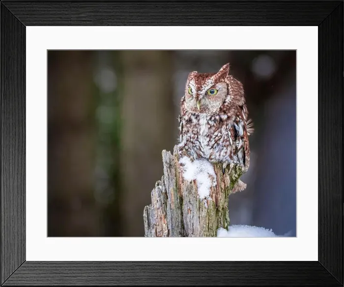 Framed Print : eastern screech-owl perched on post at winter time Framed Print : eastern screech-owl perched on post at winter time