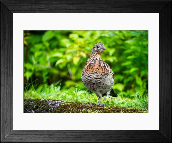Framed Print : Ruffed grouse foraging for food along a road in a national park Framed Print : Ruffed grouse foraging for food along a road in a national park