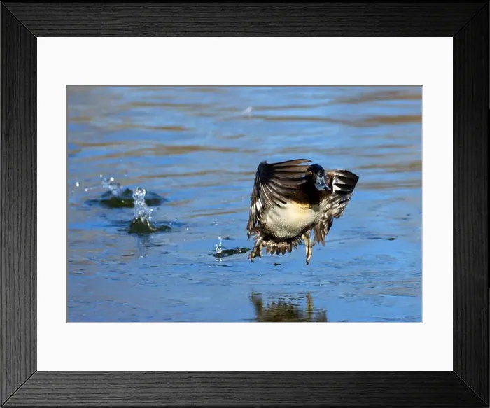 Framed Print : Lesser Scaup (Aythya affinis), George C Reifel Migratory Bird Sanctuary, British Columbia, Canada Framed Print : Lesser Scaup (Aythya affinis), George C Reifel Migratory Bird Sanctuary, British Columbia, Canada