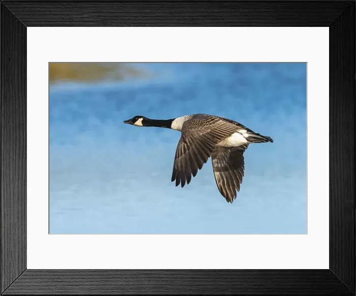 Framed Print : Canada Goose, Branta canadensis, bird in flight over winter marshes Framed Print : Canada Goose, Branta canadensis, bird in flight over winter marshes
