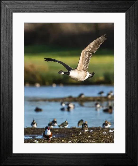 Framed Print : Canada Goose, Branta canadensis, bird in flight over winter marshes Framed Print : Canada Goose, Branta canadensis, bird in flight over winter marshes