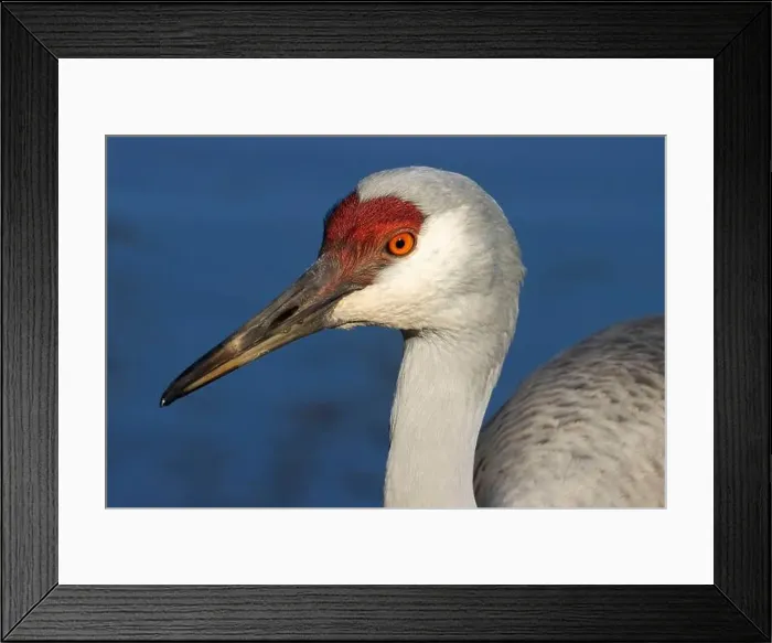 Framed Print : Sandhill crane (Grus canadensis), George C Reifel Migratory Bird Sanctuary, British Columbia, Canada