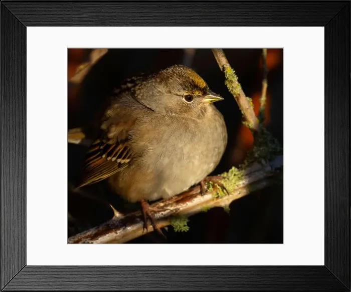 Framed Print : Golden-crowned sparrow (Zonotrichia atricapilla), George C Reifel Migratory Bird Sanctuary, British Columbia, Canada Framed Print : Golden-crowned sparrow (Zonotrichia atricapilla), George C Reifel Migratory Bird Sanctuary, British Columbia, Canada