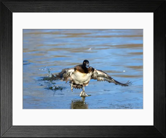 Framed Print : Lesser Scaup (Aythya affinis), George C Reifel Migratory Bird Sanctuary, British Columbia, Canada Framed Print : Lesser Scaup (Aythya affinis), George C Reifel Migratory Bird Sanctuary, British Columbia, Canada