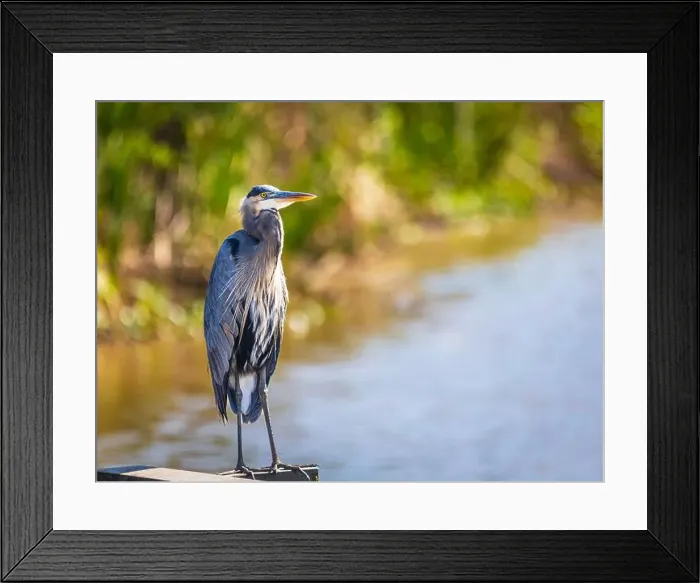 Framed Print : A great blue heron gracfully stands on the deck by the lake in early morning and hunts for his meal Framed Print : A great blue heron gracfully stands on the deck by the lake in early morning and hunts for his meal