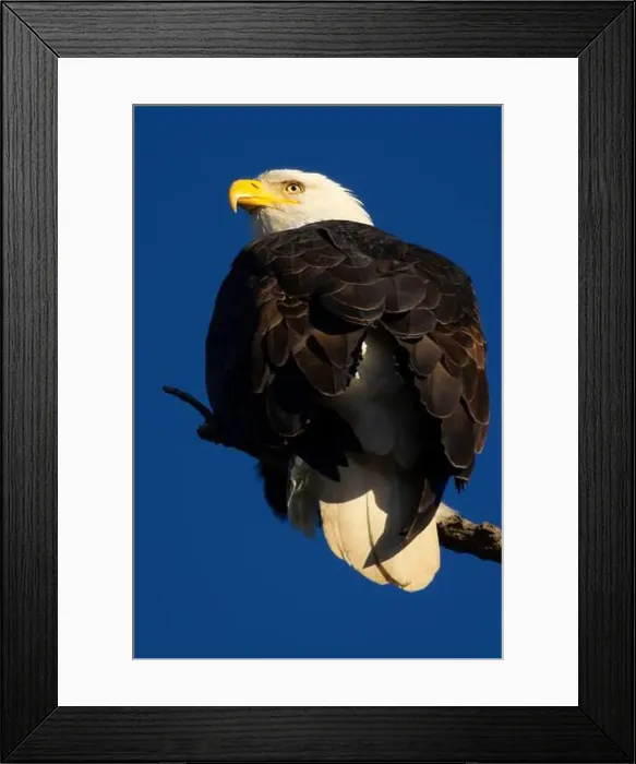 Framed Print : Bald eagle (Haliaeetus leucocephalus), George C Reifel Migratory Bird Sanctuary, British Columbia, Canada Framed Print : Bald eagle (Haliaeetus leucocephalus), George C Reifel Migratory Bird Sanctuary, British Columbia, Canada