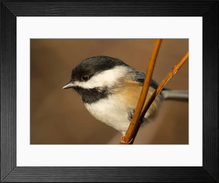 Framed Print : Black-capped chickadee (Poecile atricapillus), George C Reifel Migratory Bird Sanctuary, British Columbia, Canada Framed Print : Black-capped chickadee (Poecile atricapillus), George C Reifel Migratory Bird Sanctuary, British Columbia, Canada