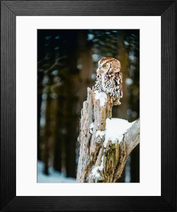 Framed Print : eastern screech-owl perched on post at winter time Framed Print : eastern screech-owl perched on post at winter time