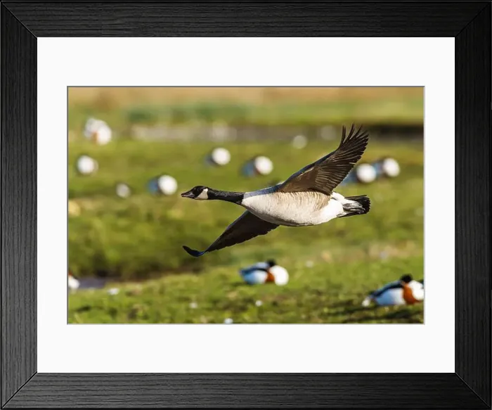 Framed Print : Canada Goose, Branta canadensis, bird in flight over winter marshes Framed Print : Canada Goose, Branta canadensis, bird in flight over winter marshes