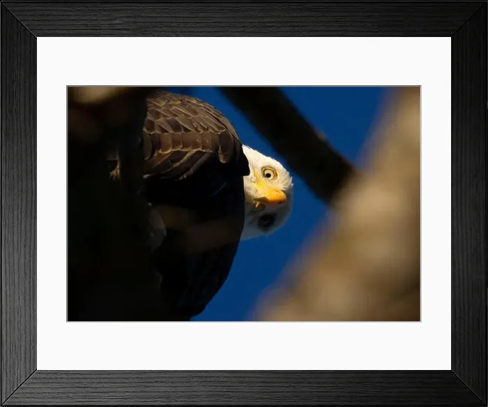 Framed Print : Bald eagle (Haliaeetus leucocephalus), George C Reifel Migratory Bird Sanctuary, British Columbia, Canada Framed Print : Bald eagle (Haliaeetus leucocephalus), George C Reifel Migratory Bird Sanctuary, British Columbia, Canada