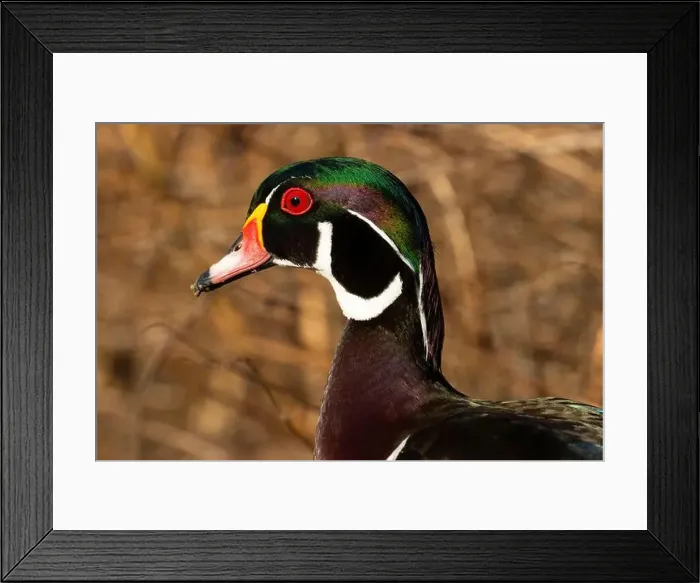 Framed Print : Wood duck (Aix sponsa), George C Reifel Migratory Bird Sanctuary, British Columbia, Canada Framed Print : Wood duck (Aix sponsa), George C Reifel Migratory Bird Sanctuary, British Columbia, Canada