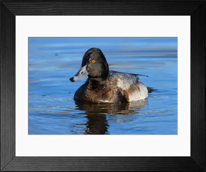 Framed Print : Lesser Scaup (Aythya affinis), George C Reifel Migratory Bird Sanctuary, British Columbia, Canada Framed Print : Lesser Scaup (Aythya affinis), George C Reifel Migratory Bird Sanctuary, British Columbia, Canada