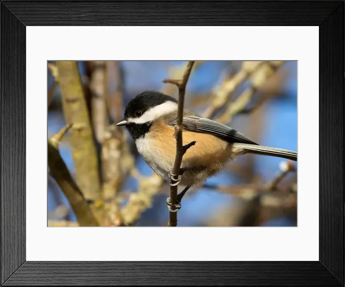 Framed Print : Black-capped chickadee (Poecile atricapillus), George C Reifel Migratory Bird Sanctuary, British Columbia, Canada Framed Print : Black-capped chickadee (Poecile atricapillus), George C Reifel Migratory Bird Sanctuary, British Columbia, Canada