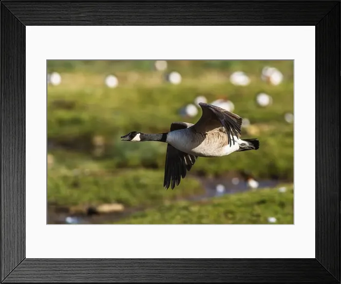 Framed Print : Canada Goose, Branta canadensis, bird in flight over winter marshes Framed Print : Canada Goose, Branta canadensis, bird in flight over winter marshes