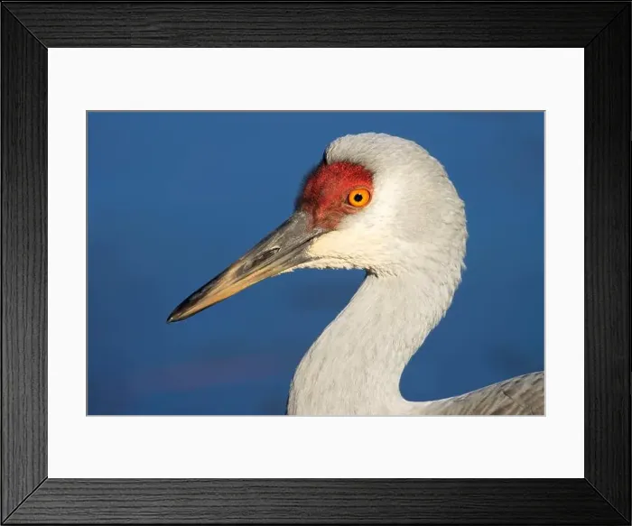 Framed Print : Sandhill crane (Grus canadensis), George C Reifel Migratory Bird Sanctuary, British Columbia, Canada Framed Print : Sandhill crane (Grus canadensis), George C Reifel Migratory Bird Sanctuary, British Columbia, Canada
