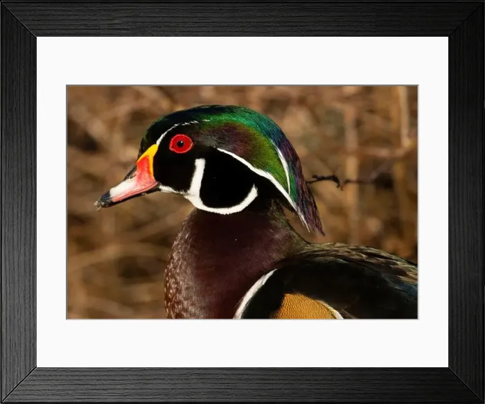 Framed Print : Wood duck (Aix sponsa), George C Reifel Migratory Bird Sanctuary, British Columbia, Canada Framed Print : Wood duck (Aix sponsa), George C Reifel Migratory Bird Sanctuary, British Columbia, Canada