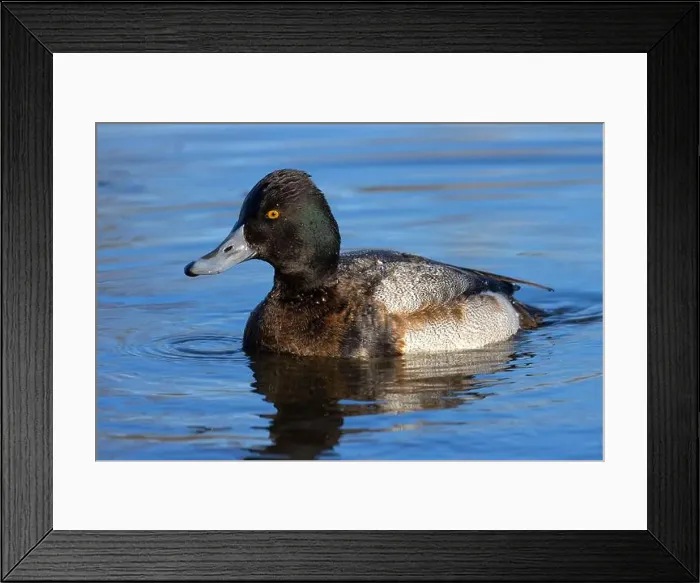 Framed Print : Lesser Scaup (Aythya affinis), George C Reifel Migratory Bird Sanctuary, British Columbia, Canada Framed Print : Lesser Scaup (Aythya affinis), George C Reifel Migratory Bird Sanctuary, British Columbia, Canada