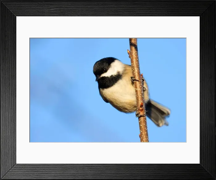 Framed Print : Black-capped chickadee (Poecile atricapillus), George C Reifel Migratory Bird Sanctuary, British Columbia, Canada