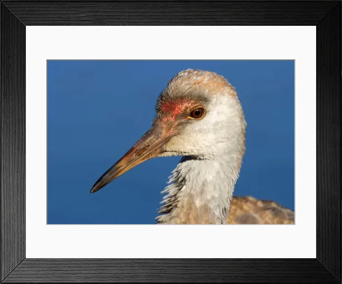 Framed Print : Sandhill crane (Grus canadensis), George C Reifel Migratory Bird Sanctuary, British Columbia, Canada Framed Print : Sandhill crane (Grus canadensis), George C Reifel Migratory Bird Sanctuary, British Columbia, Canada