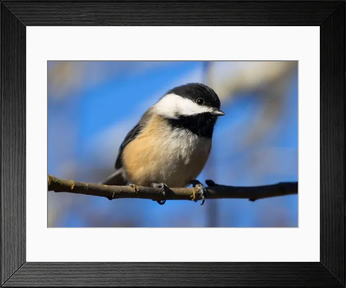 Framed Print : Black-capped chickadee (Poecile atricapillus), George C Reifel Migratory Bird Sanctuary, British Columbia, Canada Framed Print : Black-capped chickadee (Poecile atricapillus), George C Reifel Migratory Bird Sanctuary, British Columbia, Canada