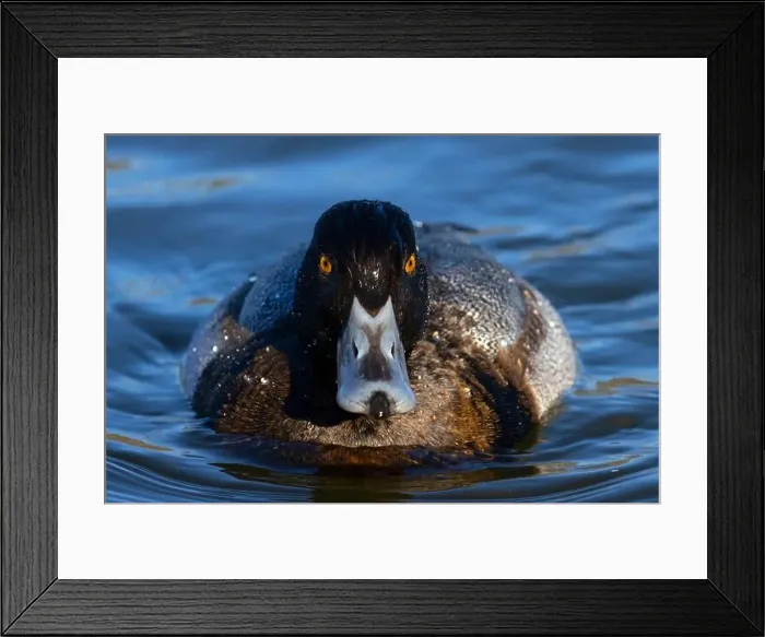 Framed Print : Lesser Scaup (Aythya affinis), George C Reifel Migratory Bird Sanctuary, British Columbia, Canada Framed Print : Lesser Scaup (Aythya affinis), George C Reifel Migratory Bird Sanctuary, British Columbia, Canada